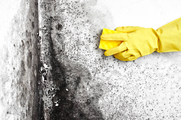 Best Certified Mold Removal  in Black Mountain, NC