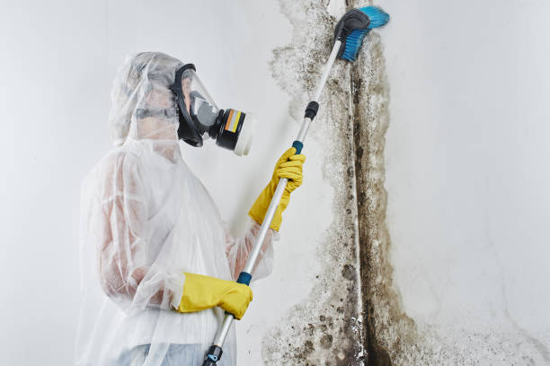 Best Professional Mold Removal  in Black Mountain, NC