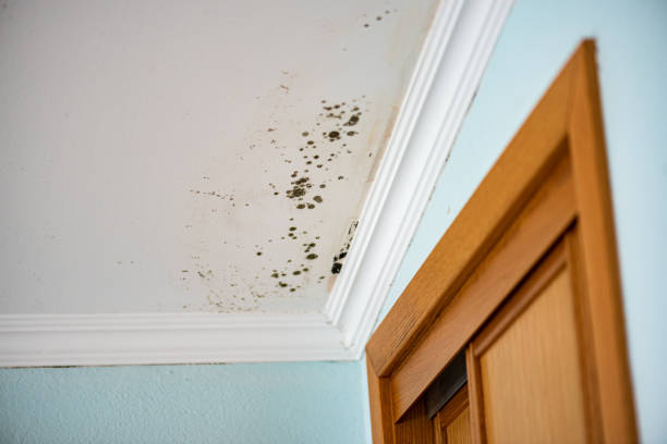 Trusted Black Mountain, NC Mold Removal Experts