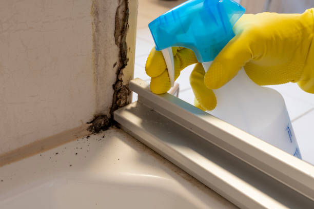 Best Mold Removal Company Near Me  in Black Mountain, NC