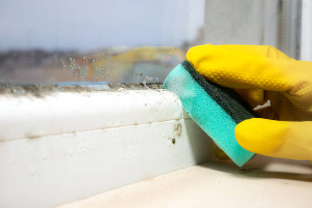 Best Mold Testing  in Black Mountain, NC