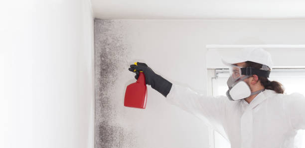 Best Emergency Mold Removal  in Black Mountain, NC