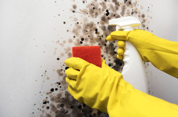  Black Mountain, NC Mold Removal Pros