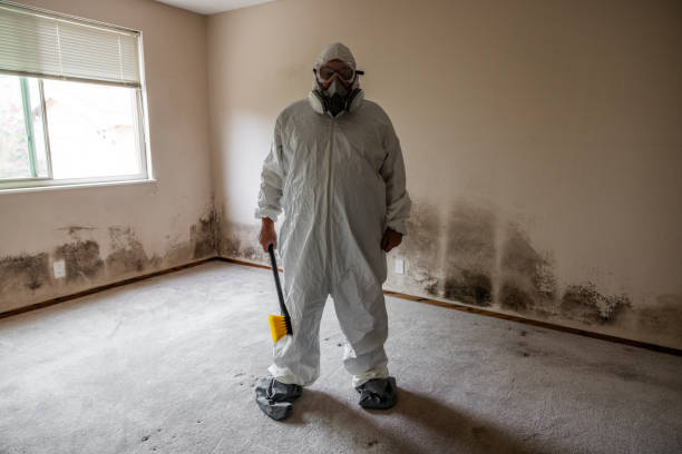 Best Commercial Mold Removal  in Black Mountain, NC