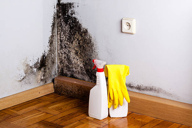 Best Professional Mold Removal  in Black Mountain, NC