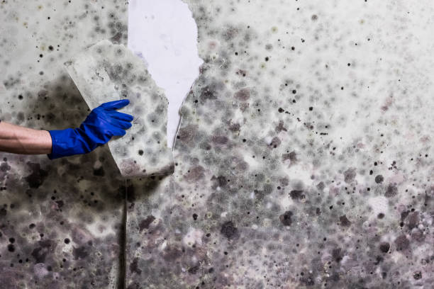 Attic Mold Removal in Black Mountain, NC